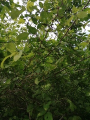 Erythroxylum havanense