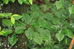 Ficus heteromorpha