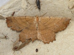 Euchlaena johnsonaria