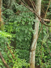 Ficus heteromorpha