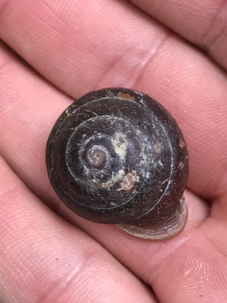 Dentellaria sloaneana