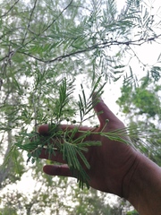 Vachellia campechiana