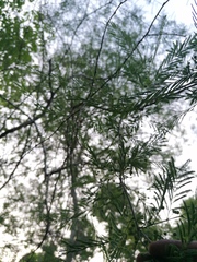 Vachellia campechiana