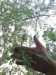 Vachellia campechiana