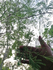 Vachellia campechiana