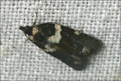 Dichelia cosmopis