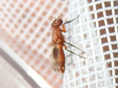Zacompsia fulva