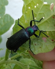 Strongylium auratum