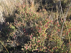 Tecticornia arbuscula