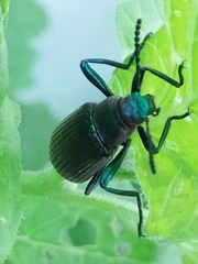 Strongylium auratum
