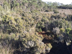 Tecticornia arbuscula