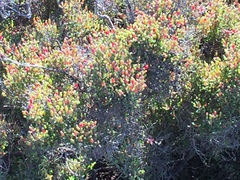 Tecticornia arbuscula