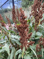 Rumex crispus