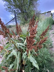 Rumex crispus
