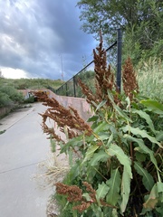 Rumex crispus