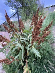 Rumex crispus