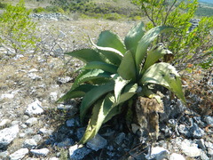 Agave marmorata