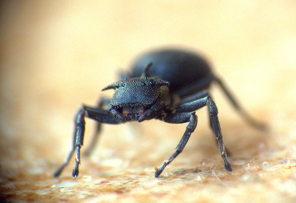 Aphantochilus inermipes