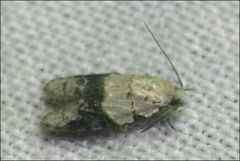 Tracholena sulfurosa