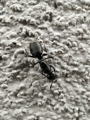 Camponotus