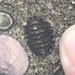 photo of Hartweg's Chiton (Cyanoplax hartwegii)