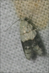 Tracholena sulfurosa