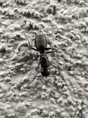 Camponotus