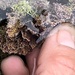 photo of Common Coralline (Corallina officinalis)