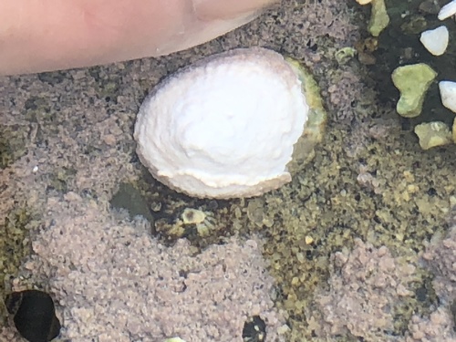 photo of Whitecap Limpet (Acmaea mitra)
