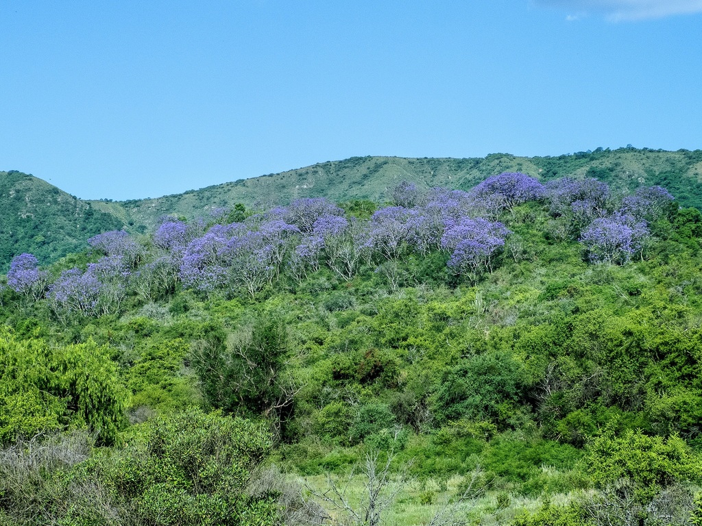 Jacaranda mimosifolia, Paclín, Catamarca, Argentina
