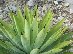 Agave macroacantha