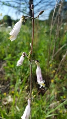 Penstemon tenuiflorus
