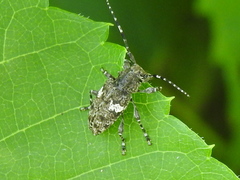 Aegomorphus quadrigibbus