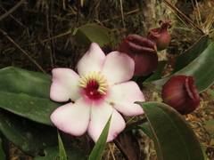 Blakea quadrangularis