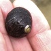 photo of Black Tegula (Tegula funebralis)