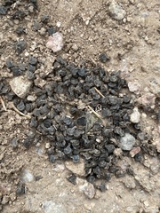 Rhynchosida physocalyx