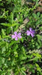 Glandularia canadensis