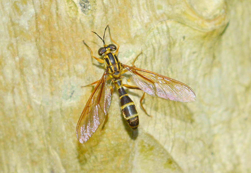 Sarginae