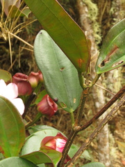 Blakea quadrangularis
