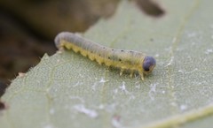 Macrophya nigristigma