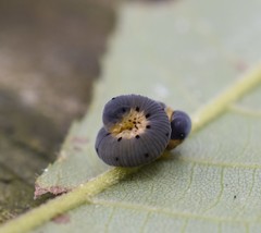 Macrophya nigristigma