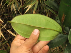 Blakea quadrangularis