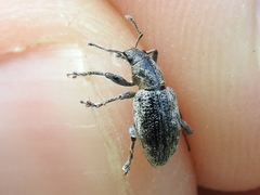 Tanymecus confusus