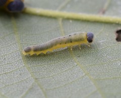 Macrophya nigristigma