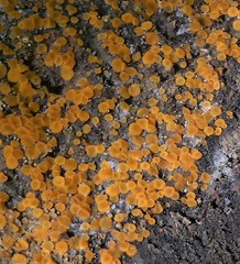 Orbilia xanthostigma