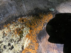 Orbilia xanthostigma