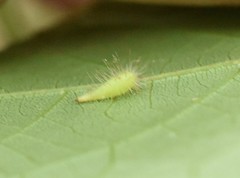 Caryomyia procumbens