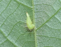 Caryomyia procumbens