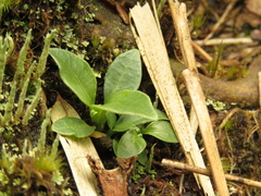 Macrocarpaea macrophylla