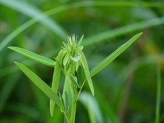 Codariocalyx motorius